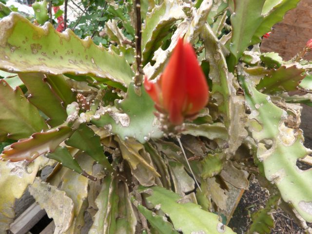 P1000612.JPG