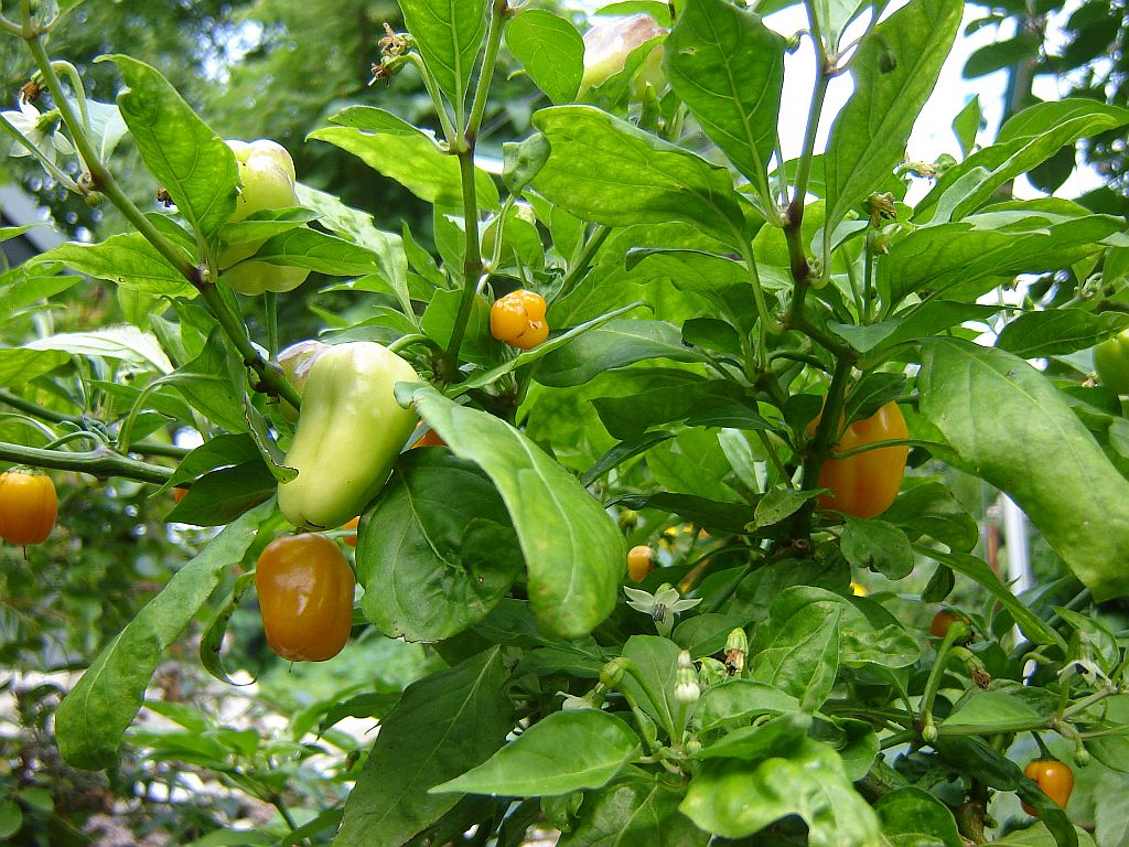 Habanero_2014_01.jpg
