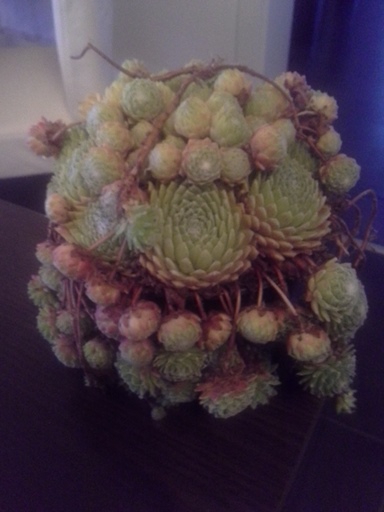 Sempervivum.jpg