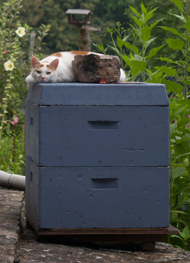 unsere Katze mag Stockduft