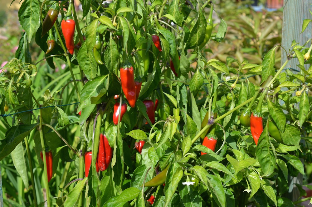 DSC_0009.jpg