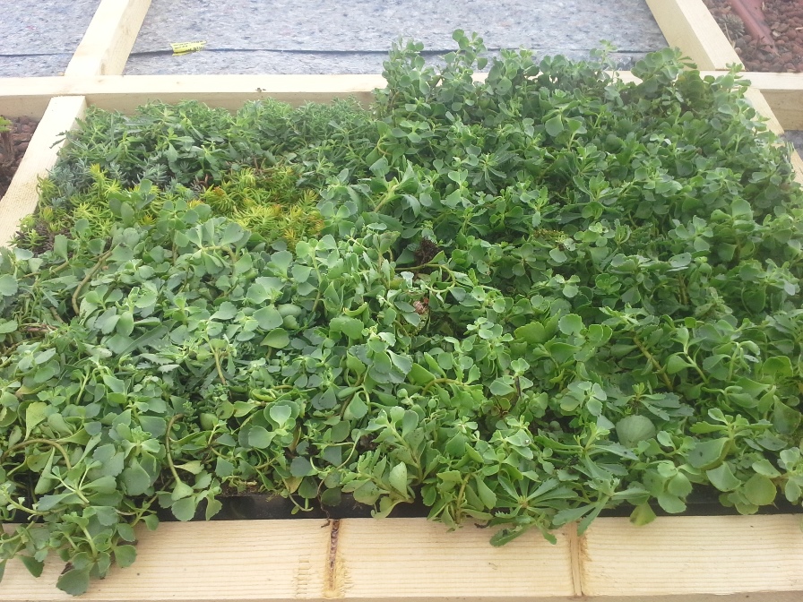 klein Dachbegrünung 1.jpg