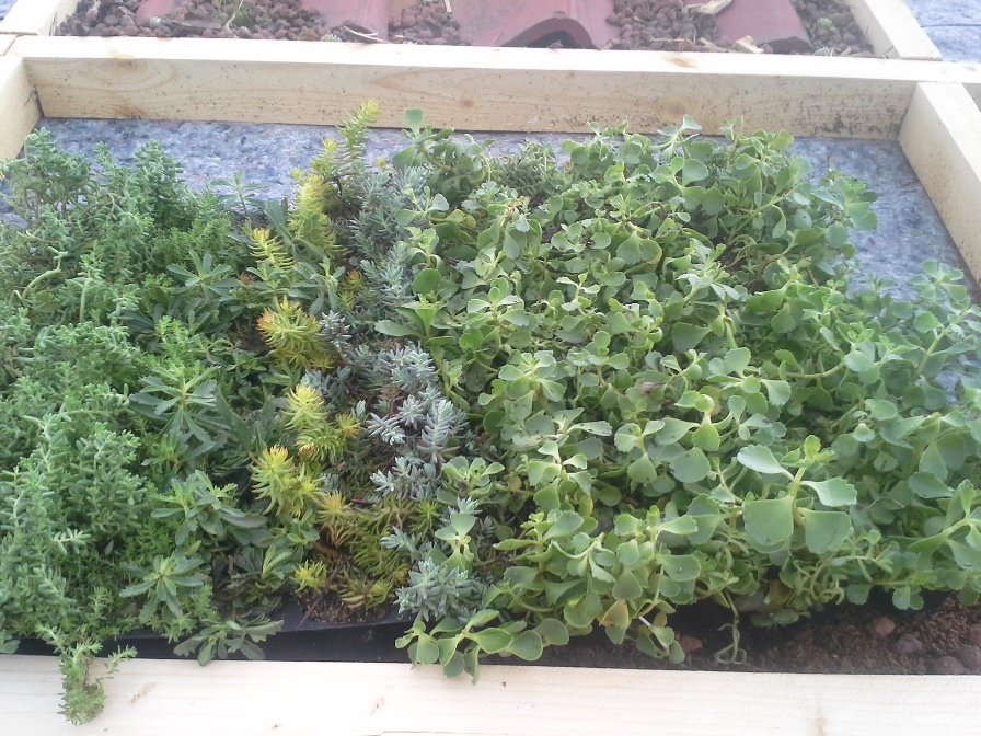 klein Dachbegrünung 2.jpg