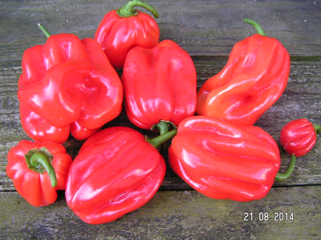 PICT0032.JPG