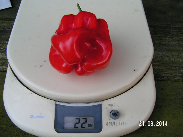 PICT0034.JPG