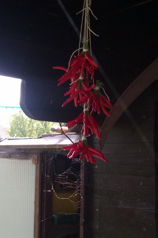 IMAG0287.jpg