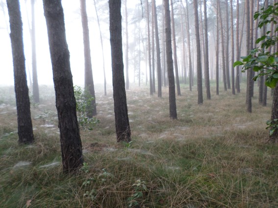 Herrlich, früh im Wald.