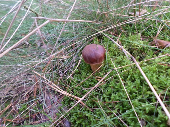 Eine herrliche Marone, wie ich sie mag.