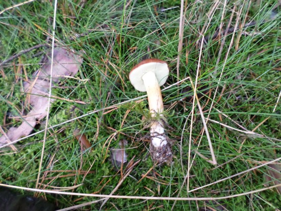 Im Moss gewachsen, haben die Maronen einen sehr langen Stiel, was ich nicht unbedingt gut finde. Ich will KAPPEN!!!!