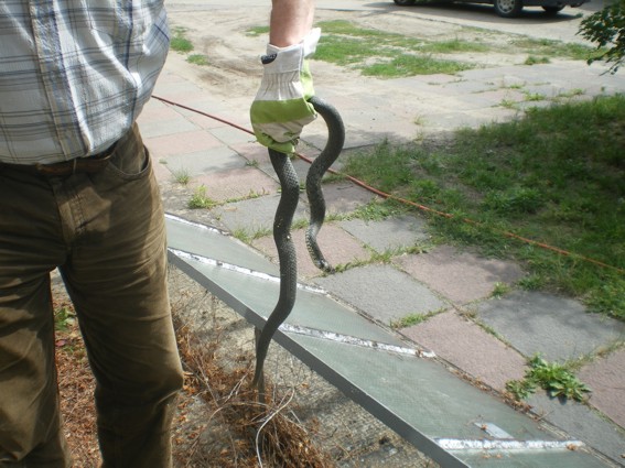 Bei uns in Brandenburg ist alles etwas größer.