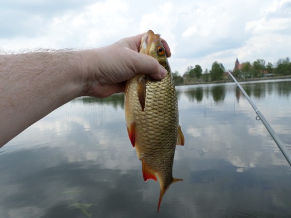 Es gibt schöne Rotfedern ...