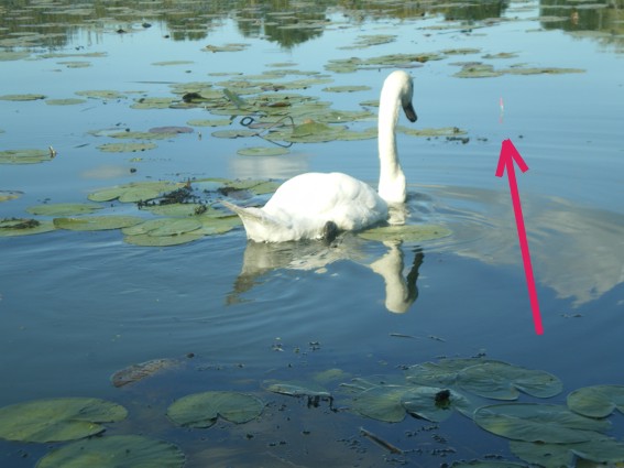 Der Schwan interessiert sich für meine Pose (s. Pfeil). Sehr zutraulich ...