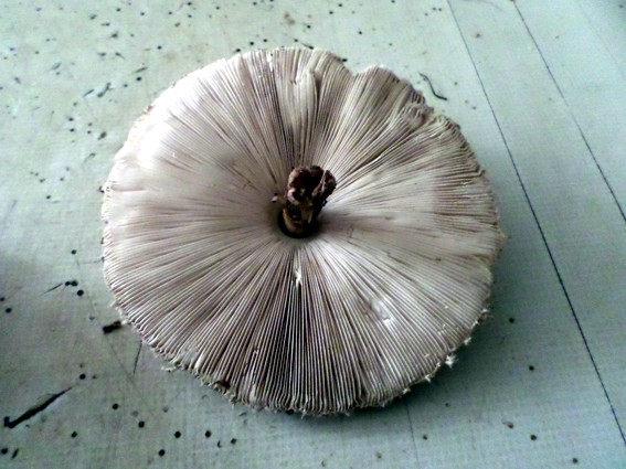 Die Parasolpilze werden heute als Schnitzelersatz gebraten. Lecker!