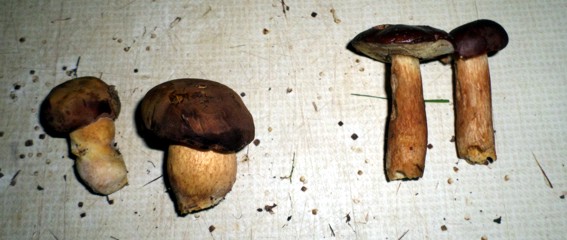 Hier sieht man den Unterschied zwischen Hochwald- und Eichwaldmaronen.