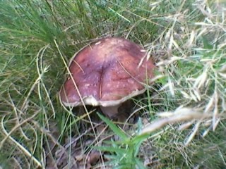 Am Wege im Eichenwäldchen, mitten im Gras gewachsen.