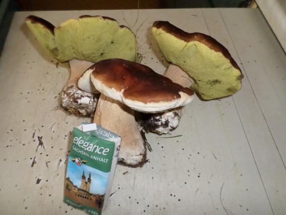 Zum Größenvergleich mal mit einem Gegenstand.