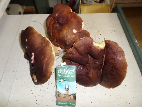 steinpilze ganz1.jpg