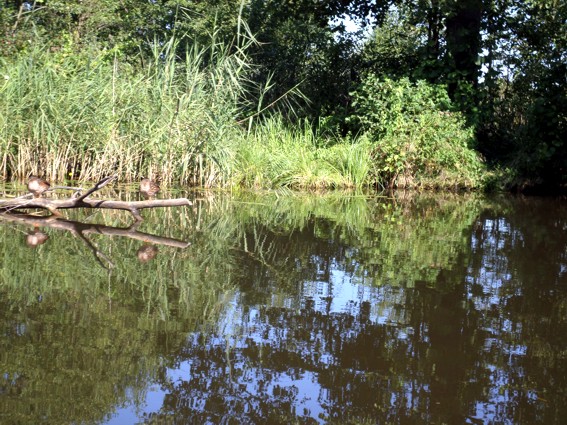 Die Enten lassen sich nicht stören, sie lieben diese idyllischen Orte.