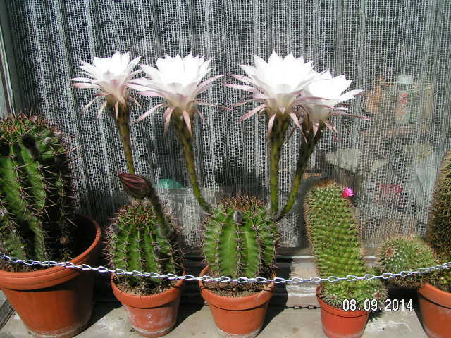 PICT0113.JPG