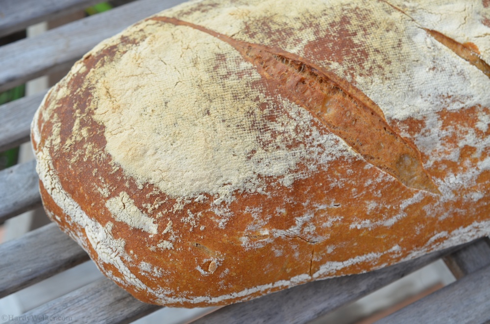 Pane Maggiala Hardy.jpg