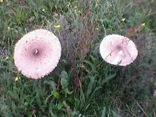 Foto0002.jpg