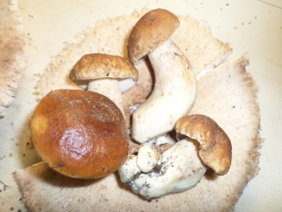 pilze.jpg