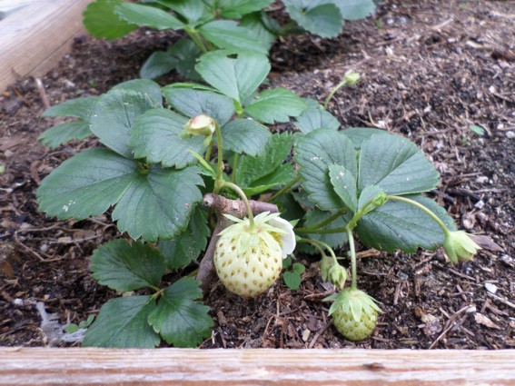 erdbeere.jpg