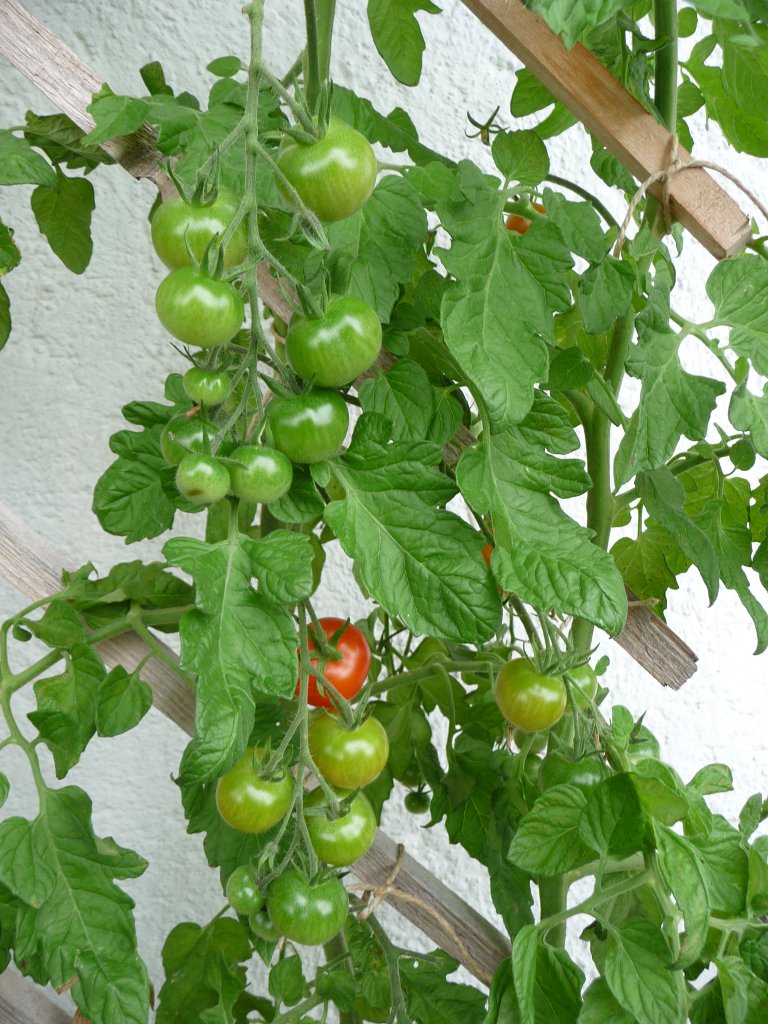 20140913_01.JPG