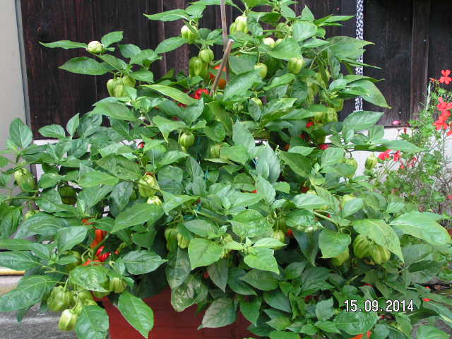 PICT0164.JPG