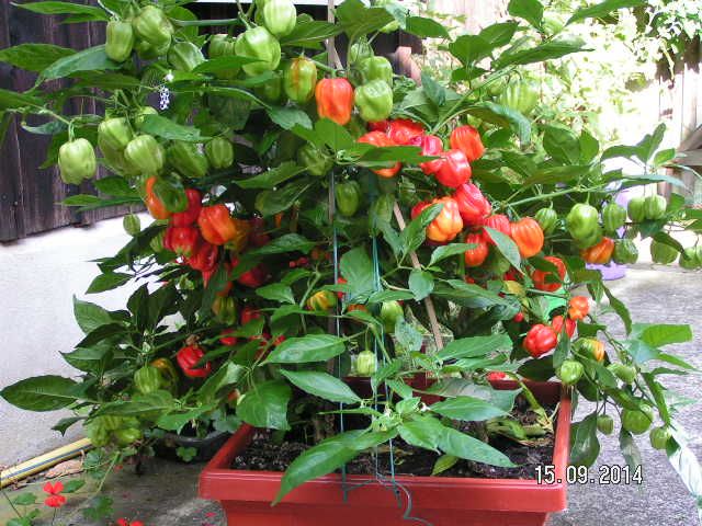 PICT0165.JPG