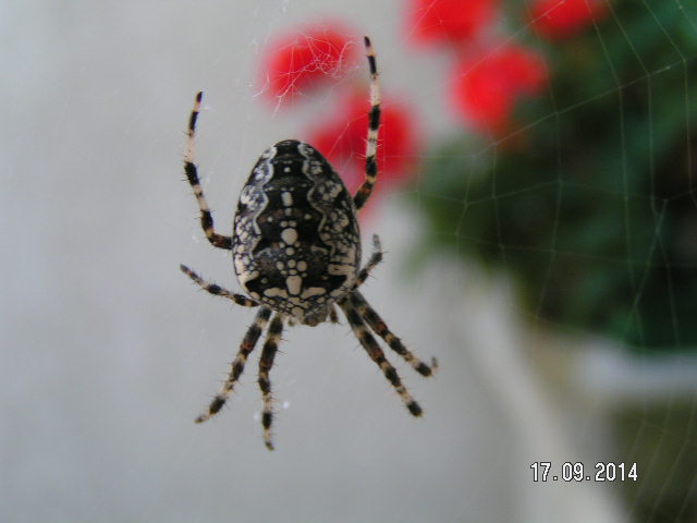 PICT0178.JPG
