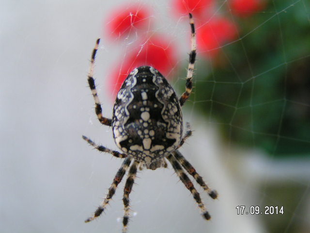 PICT0175.JPG