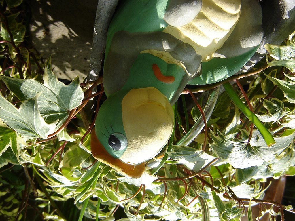Schildkröte_MAC-Version.jpg