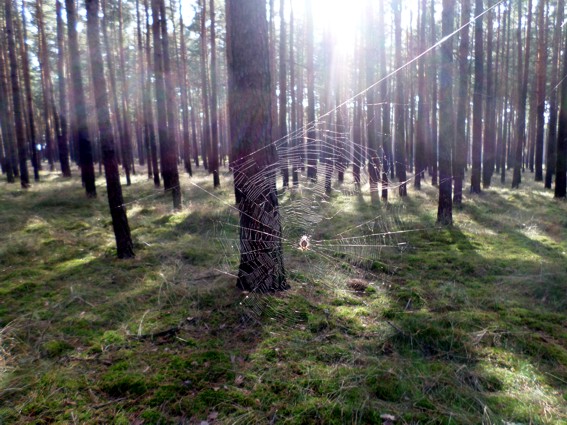 spinnennetz.jpg