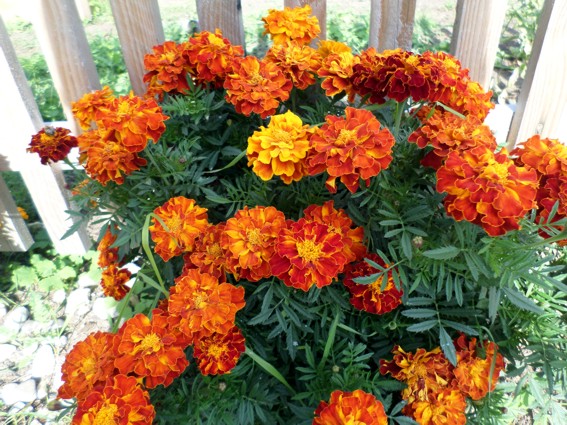 tagetes.jpg