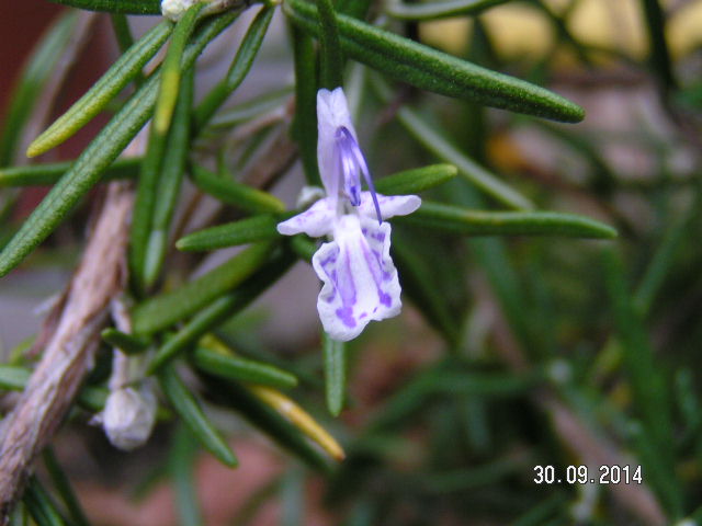 Rosmarin.JPG