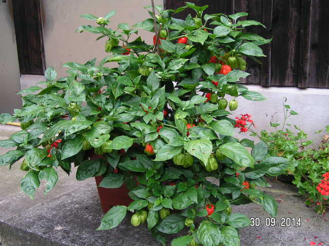 Habanero Kübel.JPG