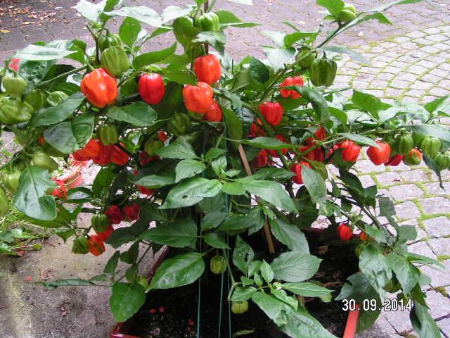 Habanero Kübel-001.JPG