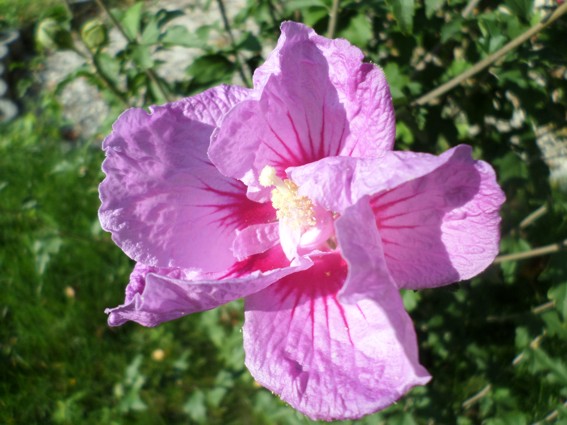 hibiskus.jpg