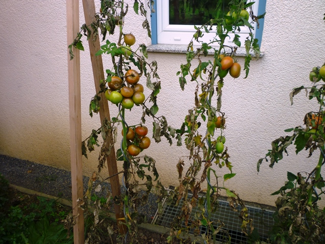 Tomaten 2014.jpg