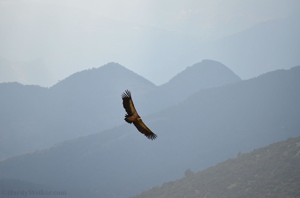 Unter Geiern (Gänsegeier)