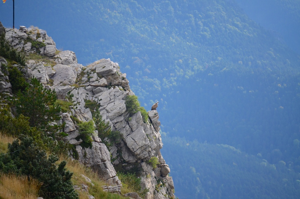 Über Geiern... Rechts unten auf dem Fels sitzt der Truthahn