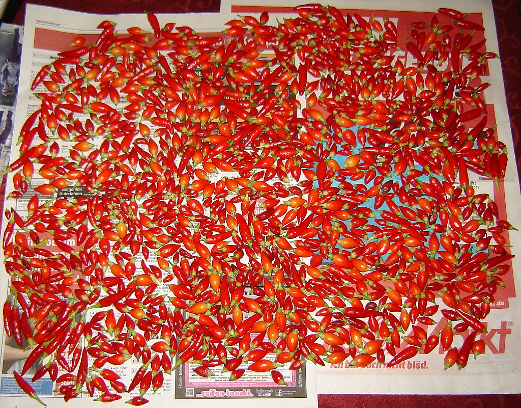 Wimmelbild-Chilis.jpg