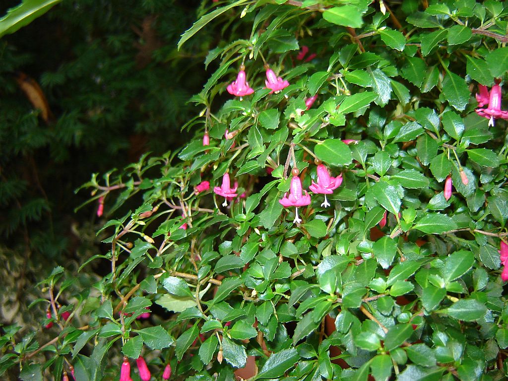 Fuchsie02.jpg