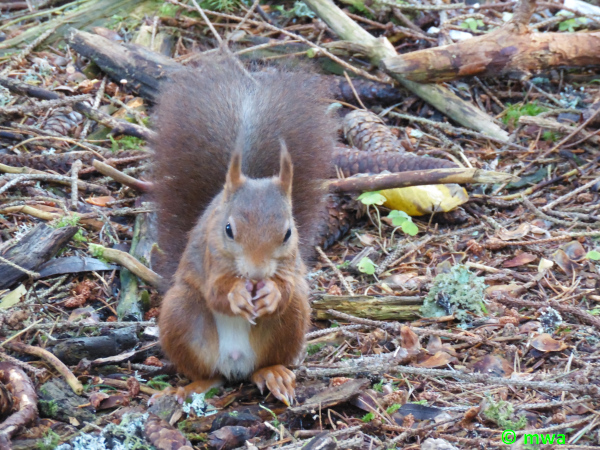 Rundweg Hinterzarten 2
