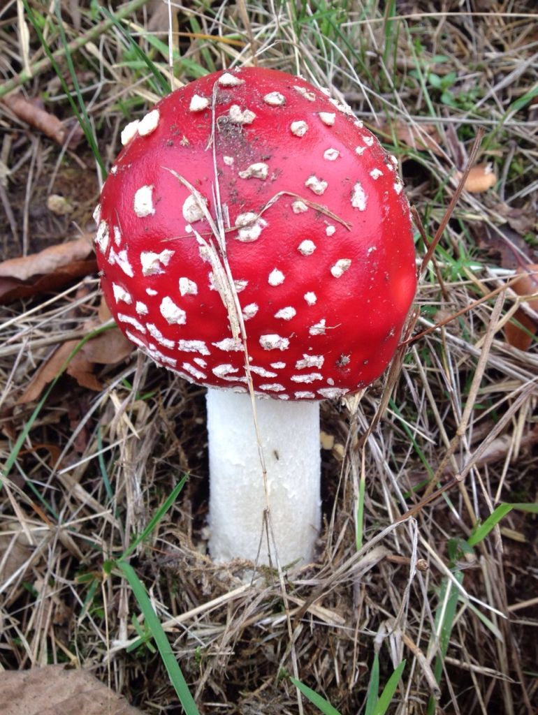 pilze1.jpg