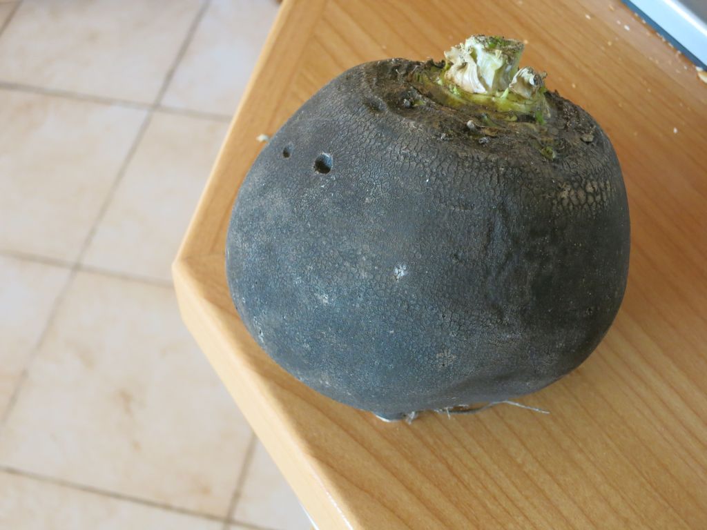 Schwarzer Rettich.jpg