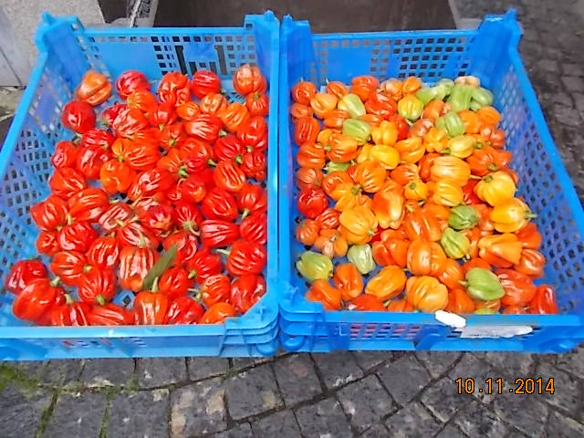 DSCN0116.JPG