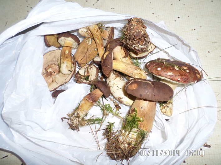 letze pilze.jpg
