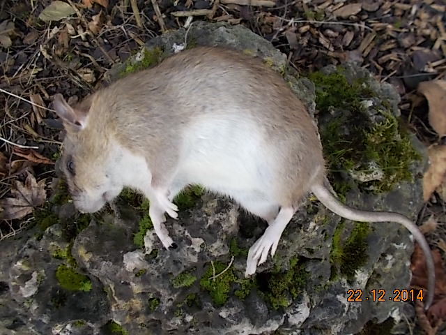 DSCN0302.JPG